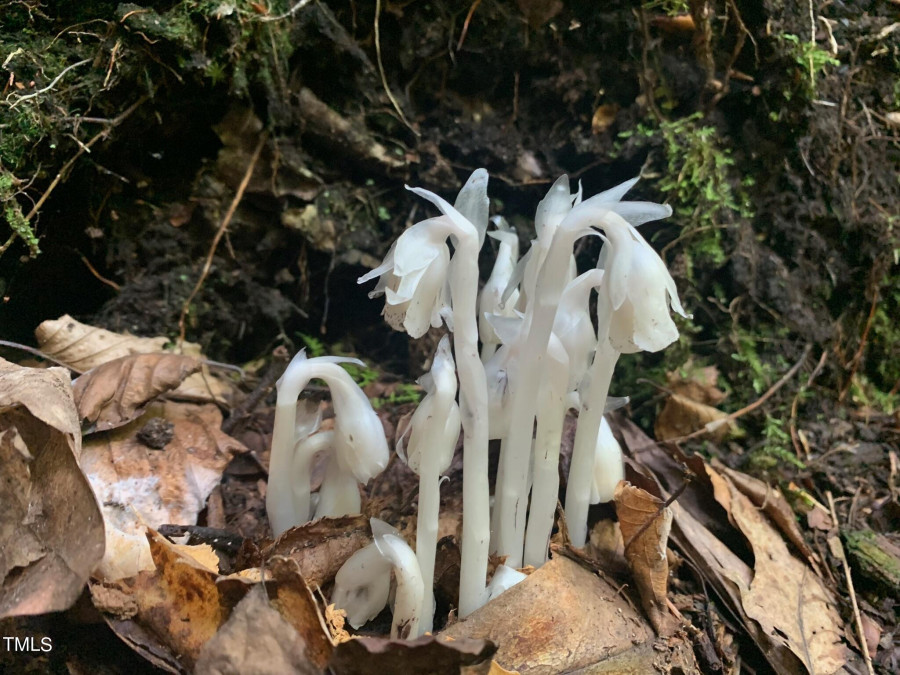 01c Monotropa Trl Efland, NC 27243