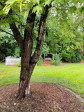 1704 Chestnut St Apex, NC 27502