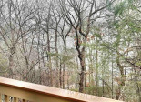 155 Quail Cove Blvd Lake Lure, NC 28746