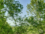 6 Westridge Ct Asheville, NC 28806