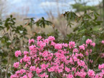 15 Elmwood Ln Asheville, NC 28803