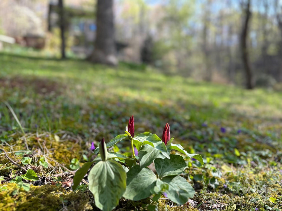 212 Rosy Branch Farm Rd Black Mountain, NC 28711