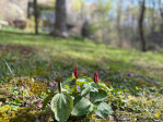 212 Rosy Branch Farm Rd Black Mountain, NC 28711