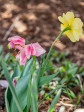 12 Summersweet Ln Asheville, NC 28803