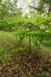 25 Coal Creek Ln Weaverville, NC 28787