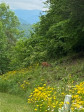 89 Bobcat Pa Marion, NC 28752
