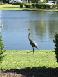 900 Great Egret Cir Sunset Beach, NC 28468