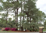 888 Sandpiper Bay Dr Sunset Beach, NC 28468